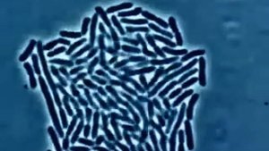 Рост и размножение палочек бактерий под микроскопом. Bacteria grows under the microscope.
