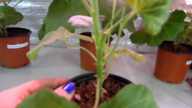 Пеларгония. Формируем правильно куст. Это важно для Вашего растения! смотреть онлайн