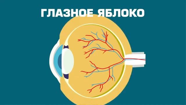 Строение глаз для детей - смотреть видео онлайн от «Секреты Творческого ...