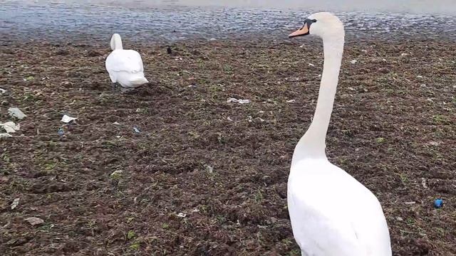 Евпатория?Утро началось с сюрпризов?подписчиков?и лебедей? смотреть онлайн