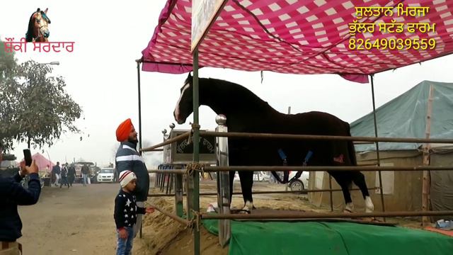 Great stallion Sultan Mirja son of kala kanta, ,,, 82649 03955