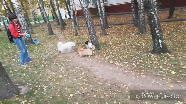 Щенок вельш- корги Бетти. Повышение концентрации внимания на хозяине, работа с раздражителями смотреть онлайн