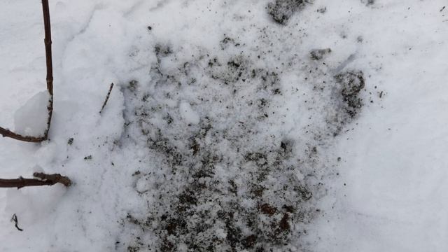 ХИТРОСТИ ПОСАДКИ ПОД ЗИМУ ЦВЕТОВ и КУСТАРНИКОВ. Как сеять под зиму. Подзимний посев