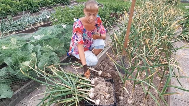 Уборка чеснока. смотреть онлайн
