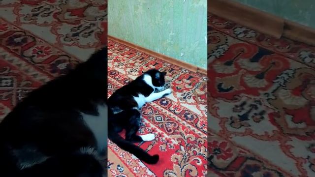 Барсик и кошачья мята смотреть онлайн