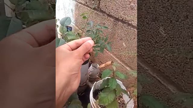 Identificacion Pistacho Verdadero Pistacia Vera comparacion con Falso Pistache смотреть онлайн