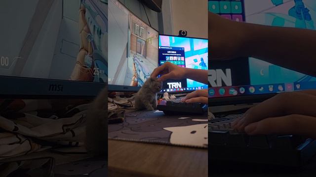 Компаньон смотреть онлайн