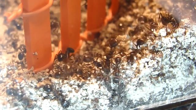 Бой муравьёв за территорию. Messor structor vs Pheidole yeensis