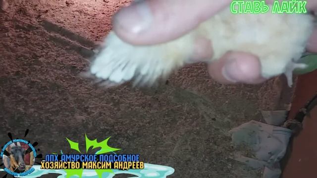 Как отличить цыплят петуха от курочки смотреть онлайн