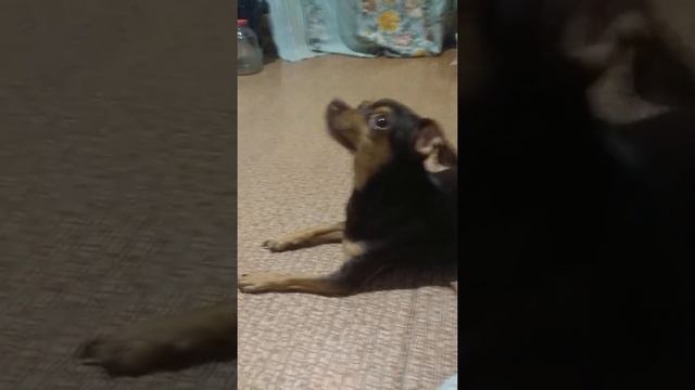 Популярная 🐕 собачка Буся!