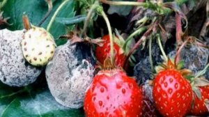 Серая гниль на клубнике ,Профилактики и лечение.