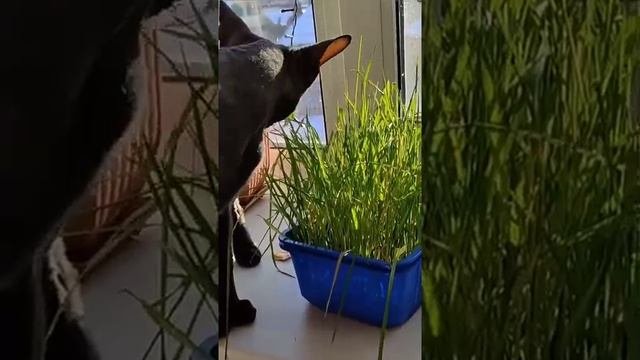 Пробую сделать бумагу из травы.