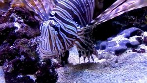 Крылатка-зебра