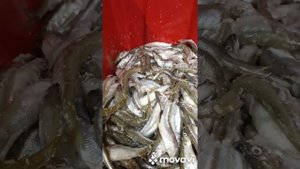 корюшка вяленая и холодного копчения .
