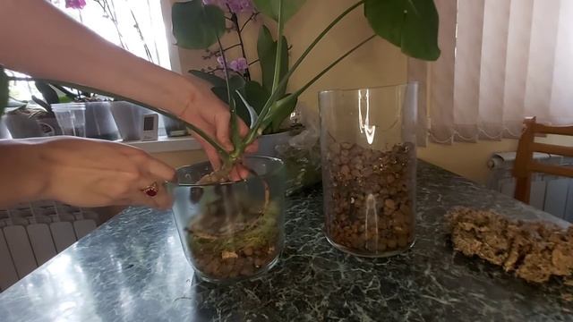 Экстренная, опасная пересадка в Керамзит ЗС/ Вы что все сажаете в КЕРАМЗИТ? Да ? смотреть онлайн