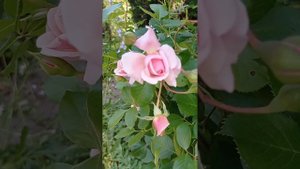 Роза Элизабет Стюарт?♥️.Массад.Франция.