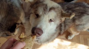 Пёсели впервые нюхают имбирь / Dogs sniffing ginger for the first time