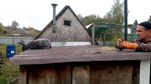 Почему не растут кролики. Наступила осень.
