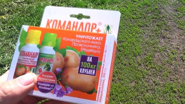 Обработка клубней картофеля от колорадского жука