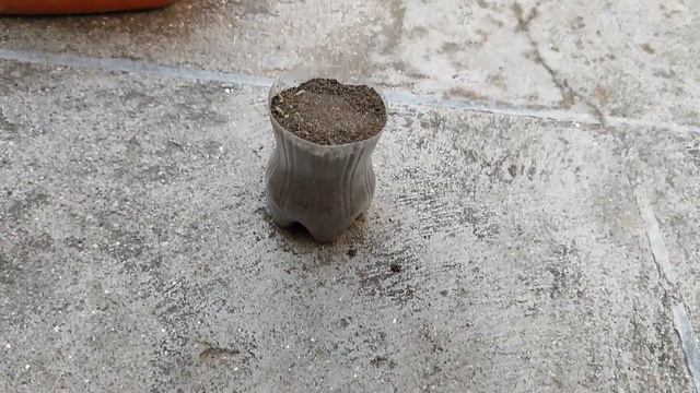 how to grow 9 o clock plant from stem cuttings | portulaca grandiflora propagation | moss rose смотреть онлайн