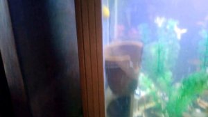 отделка аквариума бамбуком дизайн аквариумов дешево красиво быстро. скалярии гурами молинезии снежк