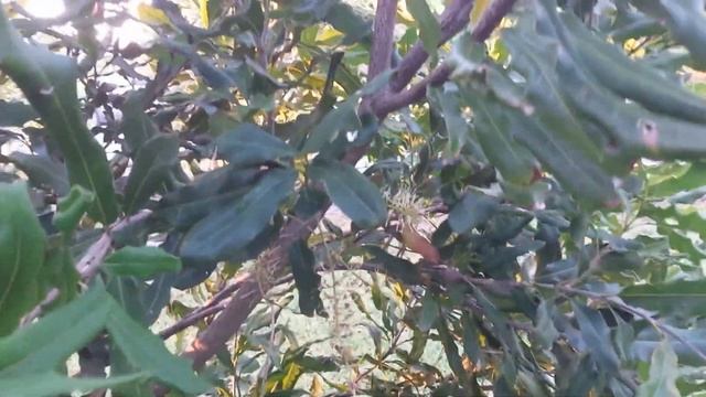 Macadamia nut tree blossoms смотреть онлайн