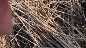 Сев кукурузы в Агро-Союзе - разные предшественники и по очесу. Обзор от Э.Романькова