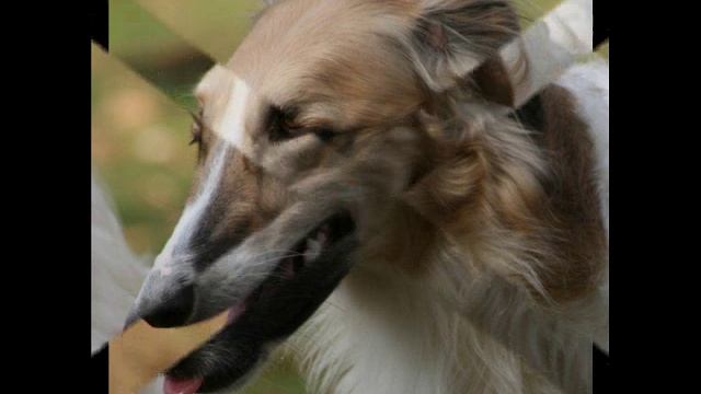 Borzoi and Azawakh смотреть онлайн