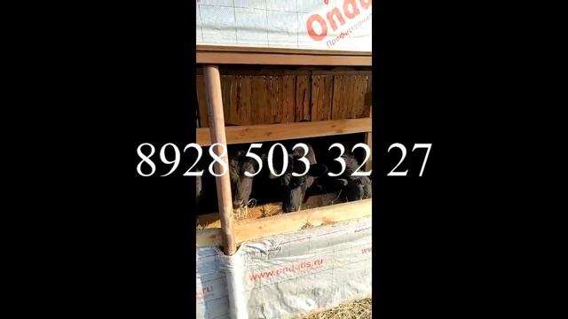 Симментал. вес мясом. в годовалом возросте.