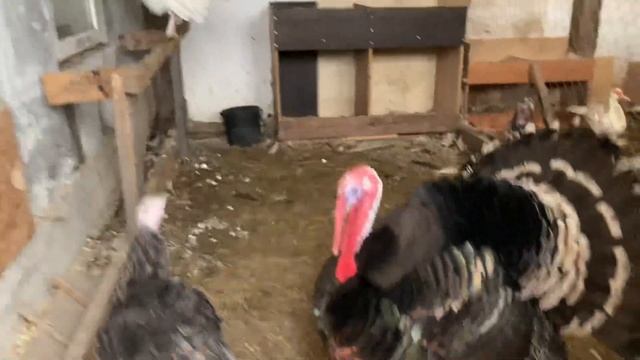 Индюшка Биг-6 на племя. Какая получится Помесь Бронзового Широкогрудого Индюка и Бройлерного Биг-6 смотреть онлайн