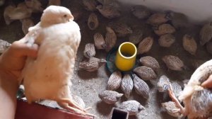 Техасский перепел и Феникс золотой