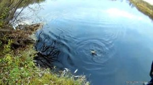 Щука на воблер Salmo | Pike on a Wobbler Salmo