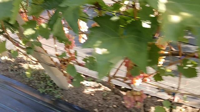 Виноград Розовый Нил (Калугин В. М.) Виноградник Король В. Н. г. Краснодар Slava.King2007@mail.ru смотреть онлайн