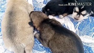 Помесь Хаски и Овчарки, щенки.знакомство