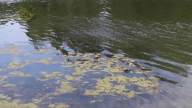 85 процентов рыбаков ловят карася летом не правильно! Расскажу почему у вас не клюет карась летом. смотреть онлайн