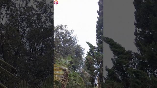 СочиЛазаревское Птица на пальме.  В парке культуры и отдыха.