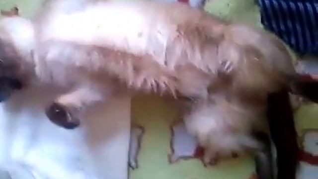 Летаргический сон смотреть онлайн