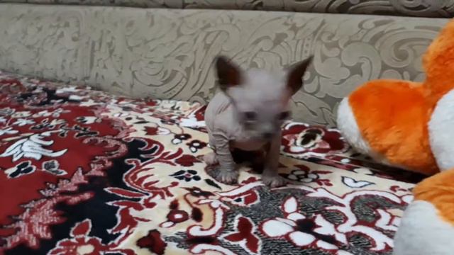 Породистая кошечка сфинкса