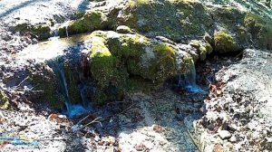 Тайны Русского леса