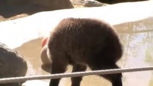 3 week old Sichuan TAKIN