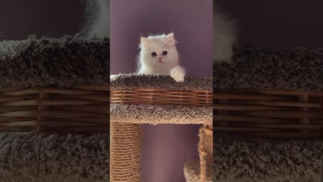 Кремовая шиншилла