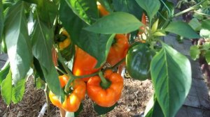 Самый,самый,самый...Перец Магно F1