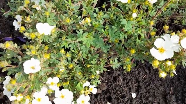 #белаяклумба / Белая лапчатка на монохромной клумбе непрерывного цветения