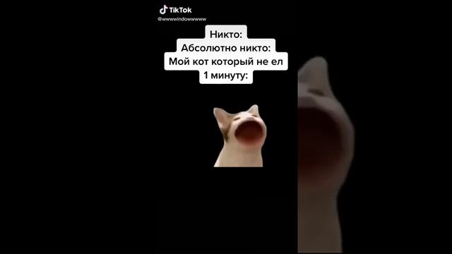 Как правильно накормить кота?Как правильно накормить котёнка?