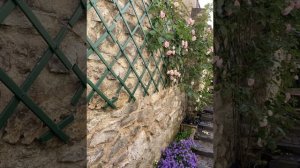 Rose Mini Pierre de Ronsard - Juin 2021
