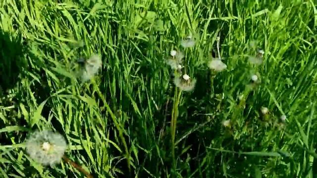 САМВЕЛ АДАМЯН ПЕРЕНЮХАЛ ВСЕ ЮЛЬКИНЫ Т%УСЫ Victoria's Secret. ЮЛЬКА И МАМКА НЕРЯХИ смотреть онлайн