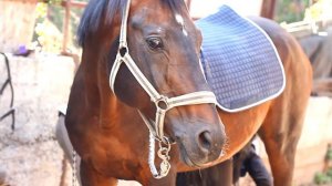 Конный Спорт - Лететь по белому свету, став одним движением ветра