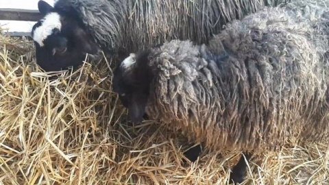 Романовские овцы. Котная овца или нет? Когда у первокоток наливается вымя?