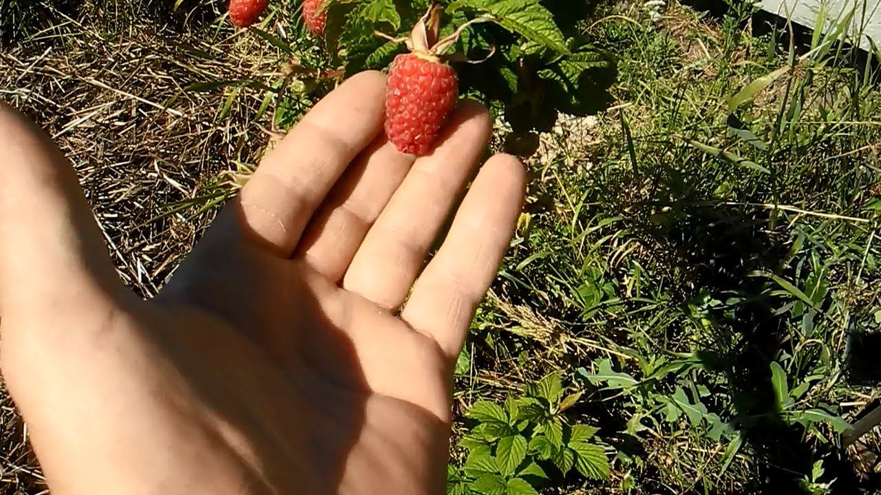 Малина,размножаем семенами смотреть онлайн