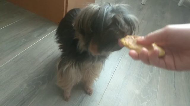 Собачка любит only манго! смотреть онлайн